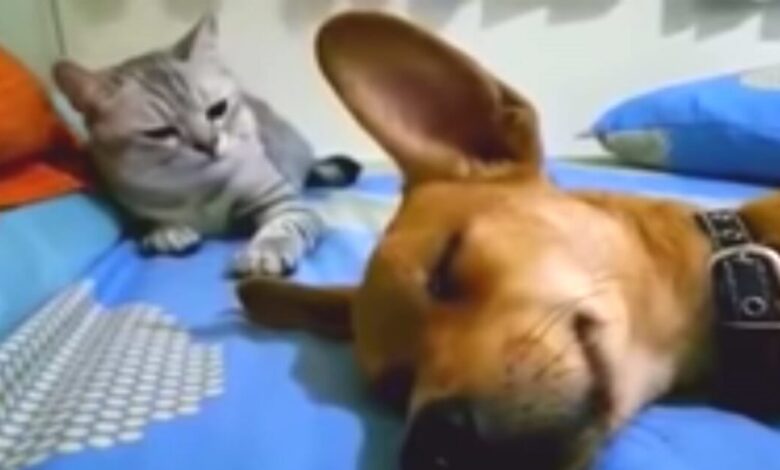 The dog farted while sleeping and the 'return' of the cat made the audience go crazy