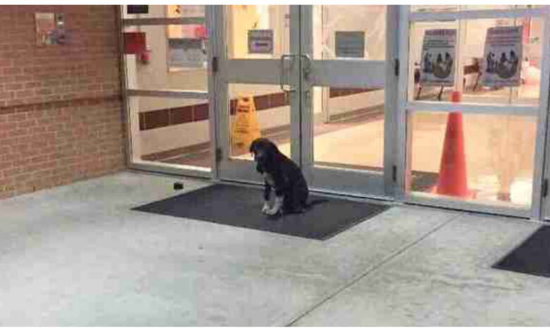 The stray dog ​​'mysteriously shows up' at school every morning, so the teacher got involved