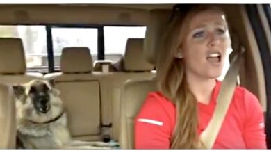 Dog's Favorite Song Comes On And Mom Decided To Join-In For A “Duet Performance”