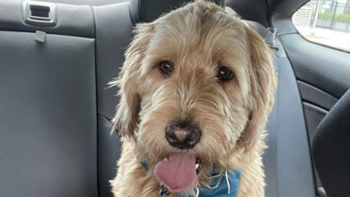 The dog ran away after disappearing with the pet sitter