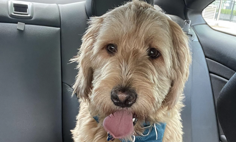 The dog ran away after disappearing with the pet sitter