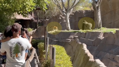 Zoo Visitors take pictures Scary moment Dog Enters Gorilla Enclosure