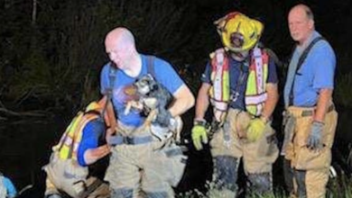 Firefighters rescue dog trapped in sunken car for 20 minutes