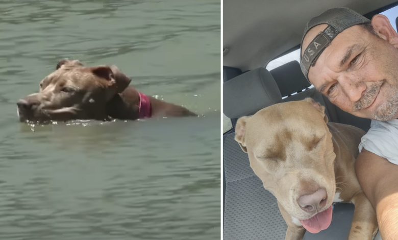 Missing Pit Bull swam for several miles after falling off a shrimp boat