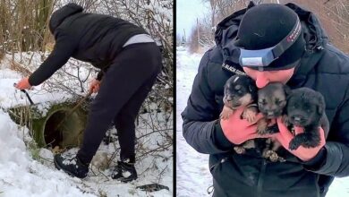 Man spends day in blizzard trying to save 'dying' puppies from a pipe