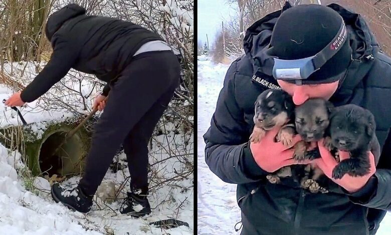 Man spends day in blizzard trying to save 'dying' puppies from a pipe