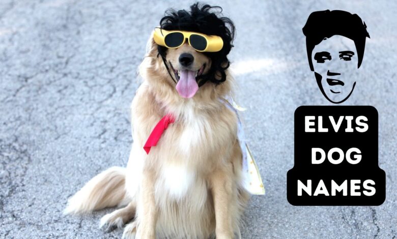 Elvis Dog Names - dog names inspired by Elvis movies, family and Elvis