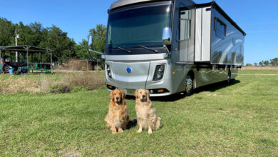 RVing with dogs: Tips from pet influencers