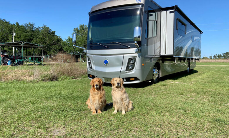 RVing with dogs: Tips from pet influencers