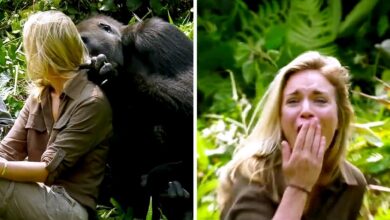 6 years after raising wild gorillas, he introduces his wife and despite warnings, she's too close