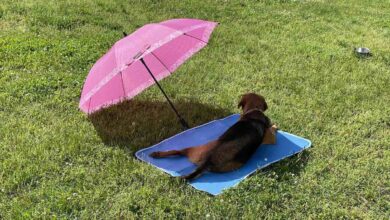 Can Green Pet Shop Dog Cooling Mats Retain Heat?