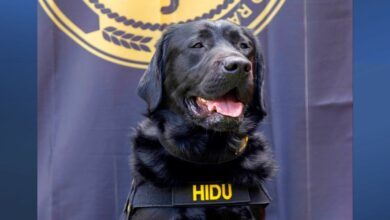 Electronic sniffer dogs help bring baby predators to justice