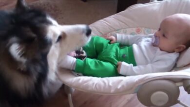 Parents think the dog is 'taken care of' but see the child's foot in the dog's mouth