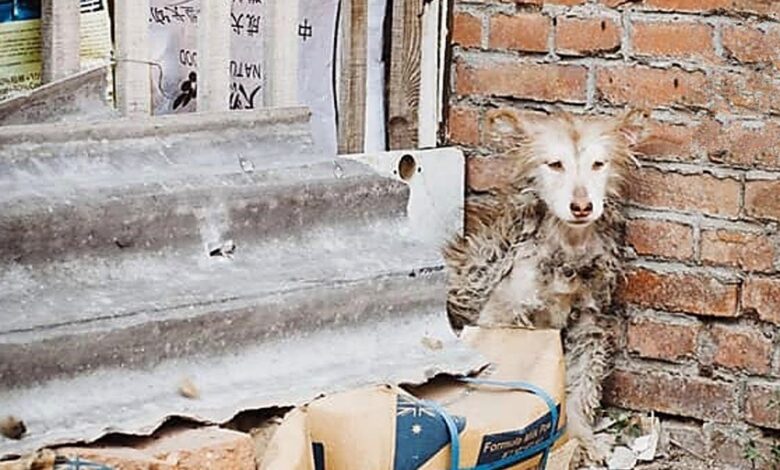While all the other dogs played, the abandoned Husky sat 'frozen with fear' in a corner