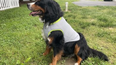 Can SGODA Dog Cooling Jackets Keep Babies Cool?