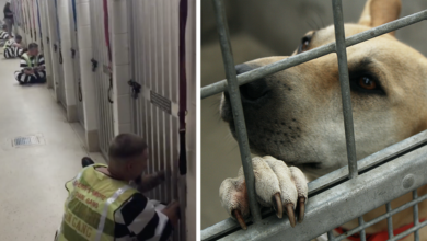 Inmates comfortably shelter dogs during the 4th of July fireworks