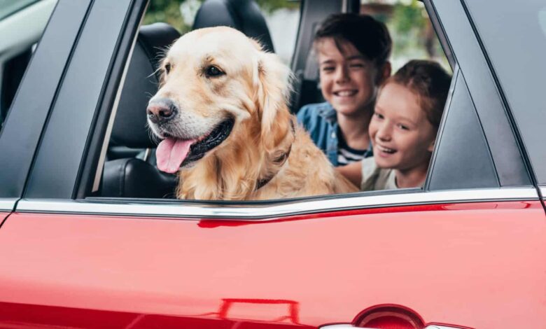 Dog and kids in car on pet friendly vacation to a theme park with kennels