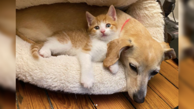 The dog family bonded over the new mother cat and offered to babysit her demanding six kittens
