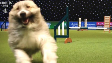 Free-spirited agile dog helps handlers deal with trauma & mental illness