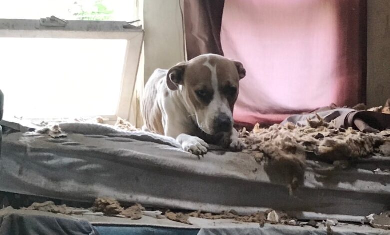 Neighbors discovered a starving Pit Bull trapped on the top floor of a dilapidated house