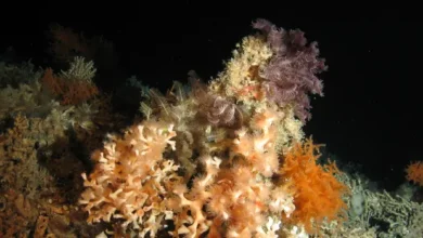 How do cold water corals respond to global warming - Rising thanks to that?