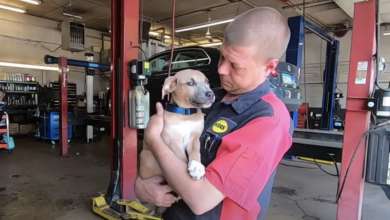 Mechanic pulls backpack out of Dumpster and discovers abused puppy