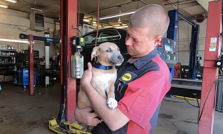 Mechanic pulls backpack out of Dumpster and discovers abused puppy