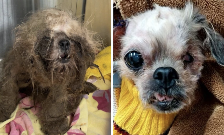 The dog that was thrown over the fence of the rescue team has been abused and abandoned for many years