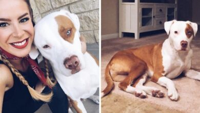 Dog Surpasses After 'Common Mistakes' And Posts That Warn Dog Owners To Save Others