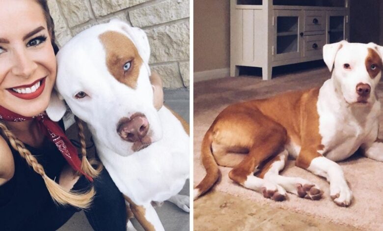 Dog Surpasses After 'Common Mistakes' And Posts That Warn Dog Owners To Save Others