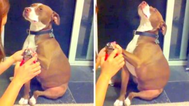 Drama Queen Pit Bull 'draws' in slow motion to avoid nail clipping