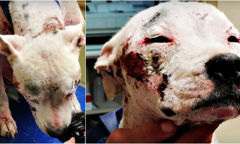 No one helped her because she was a Pit Bull so she roamed the streets in 'Agony'