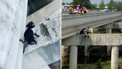 Cyclists pause their ride to rescue Pit Bull stuck on the edge of death