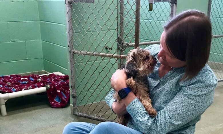 Senior dog found in Michigan turns out to be Florida Pooch missing for 7 years