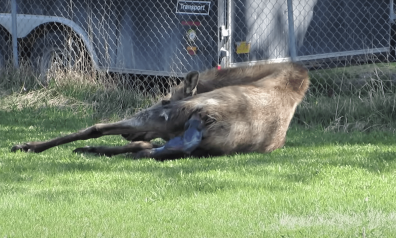 Moose headed to the yard, lay down and the miracle happened