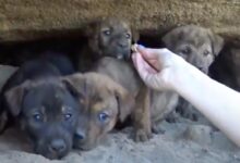 Rescuer risks his life to climb deep into the earth and save 9 puppies