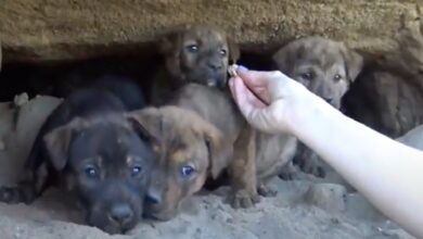 Rescuer risks his life to climb deep into the earth and save 9 puppies