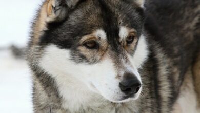 Sneaky sled dog survives three months lost in the Alaskan wilderness