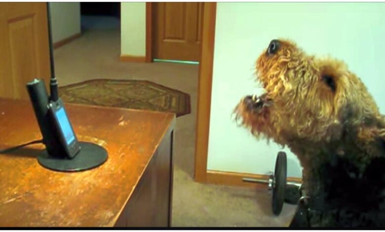 The dog missed his mother so he phoned her and told her an 'Earful'