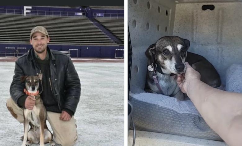 Service dog traveled from Oregon to Texas after its human suddenly passed away