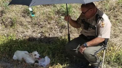 State soldier adopts dog after saving her from extreme heat