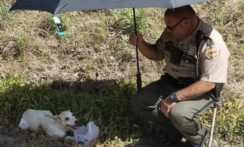 State soldier adopts dog after saving her from extreme heat