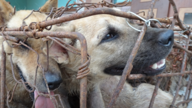 386 dogs saved just before the horrible meat festival 2022 Yulin