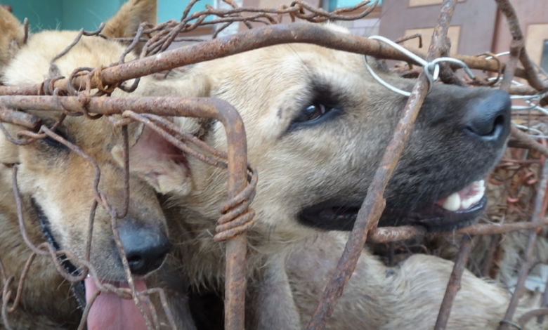 386 dogs saved just before the horrible meat festival 2022 Yulin