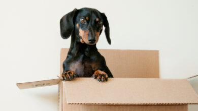 50 Amazon Prime Items Only A Crazy Dog Person Would Own