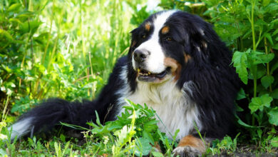 Top 9 pet insurance plans for Bernese mountain dogs (2022)