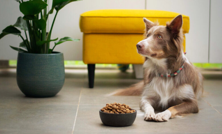The 9 Best Dog Foods