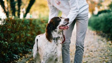 Six Signs You've Found the Best Pet sitter