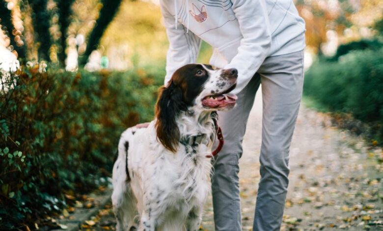 Six Signs You've Found the Best Pet sitter