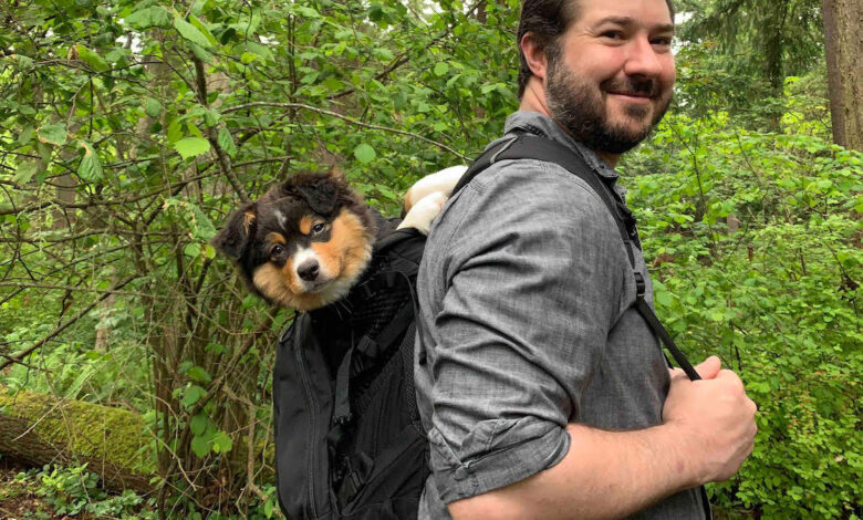 Do dog backpacks help puppies adjust?